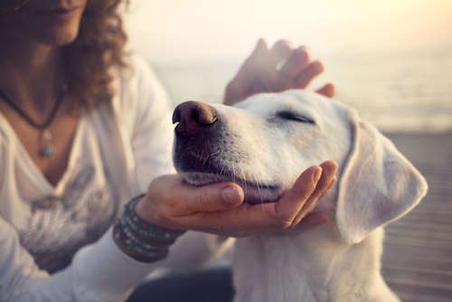 woman with dog by Cristina Conti shutterstock_423355195